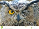 Owl Wink.jpg