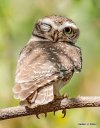 Owl Winking.jpg