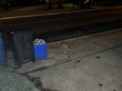 IMG_2264.jpeg